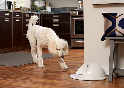 专为狗狗设计的游戏机CleverPet Hub1.jpg