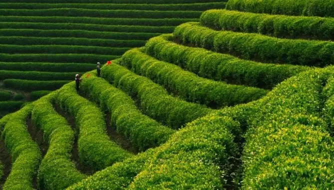 1566356699223915.jpg 绿色.webp.jpg