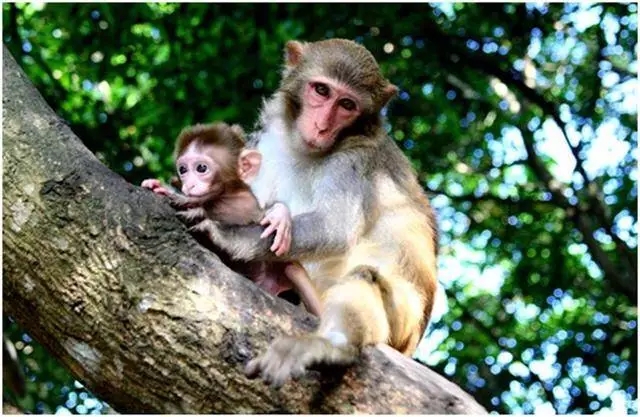 1566876510935894.jpg 猕猴.webp.jpg