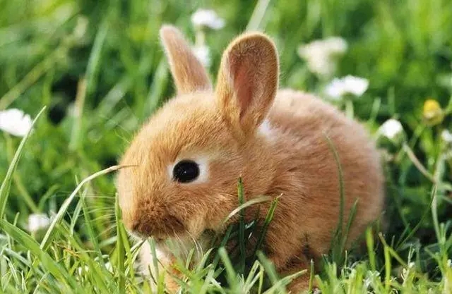 1566876520468631.jpg 海南兔.webp.jpg