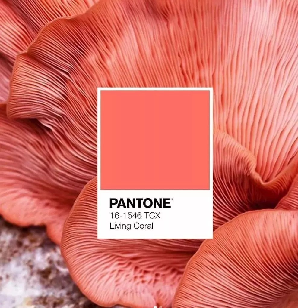 1568011076721149.jpg Pantone 2019年度流行色.webp.jpg