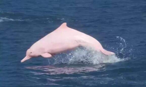 中华白海豚.jpg